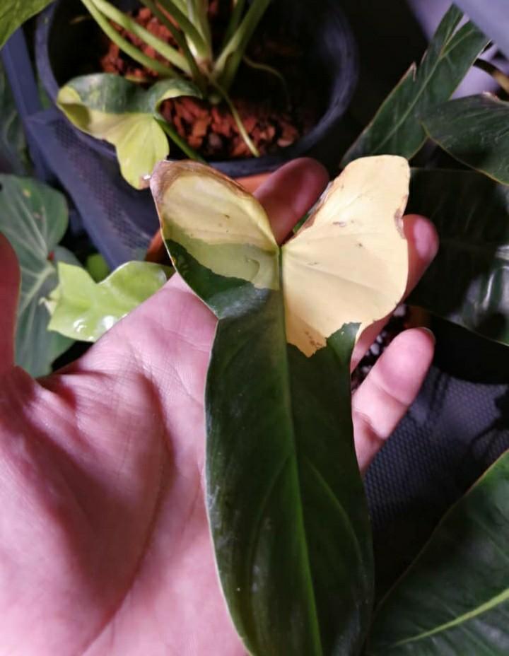 Rare Variegated Philodendron Bippenifolium (Violin) Houseplants, Furniture & Home Living