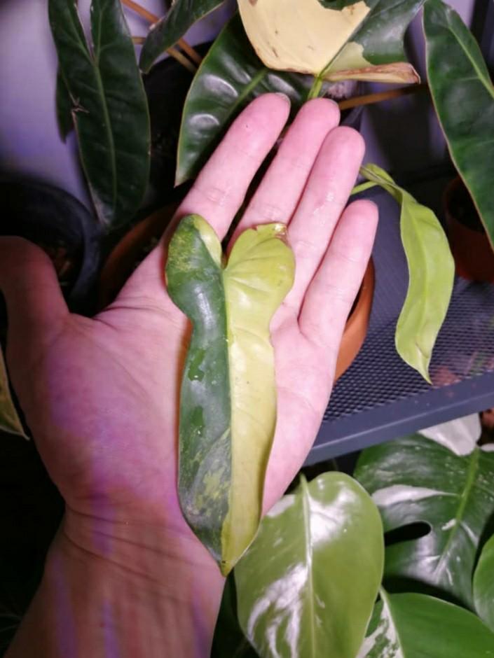 Rare Variegated Philodendron Bippenifolium (Violin) Houseplants, Furniture & Home Living