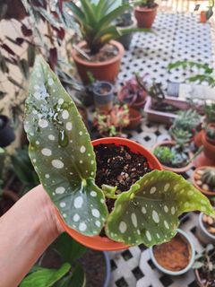 (Category: ) located in . Submitted by liz989 (Listing ID 1010048940, Image 1). Description: .