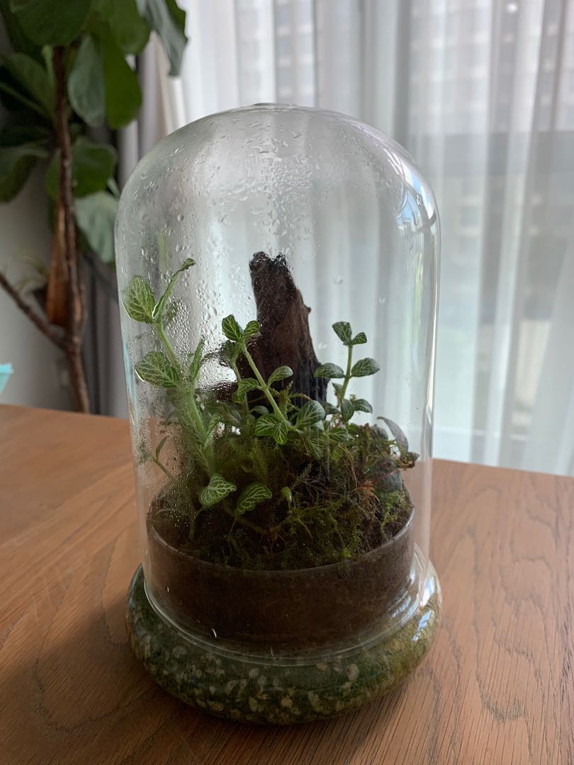 Terrarium Dome Glass Container, Furniture & Home Living, Gardening