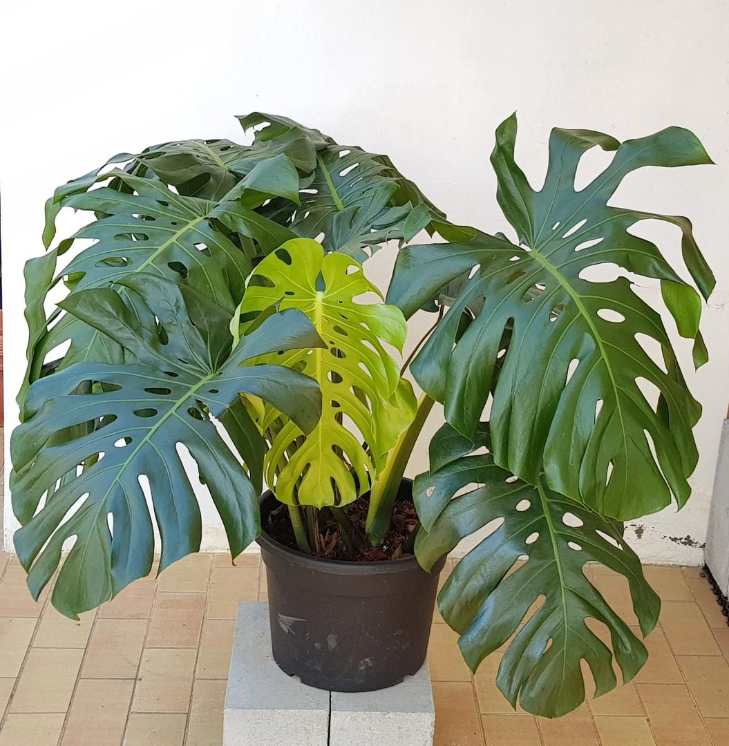 XL Monstera Deliciosa B, Gardening, Plants on Carousell