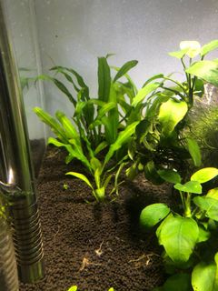 (Category: ) located in . Submitted by scott.gilmour (Listing ID 1004328635, Image 1). Description: .