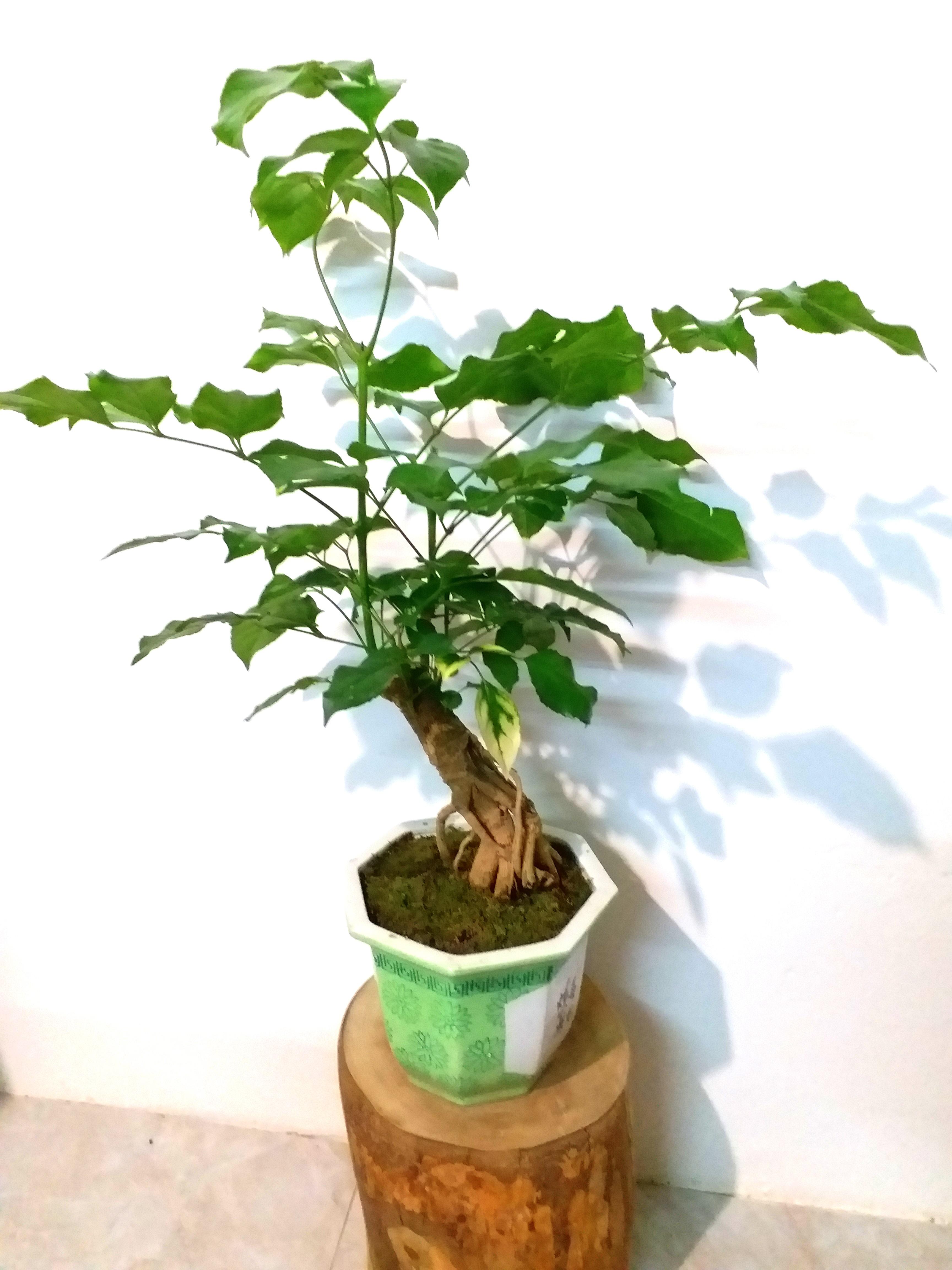 Preorder 幸福樹發財樹氣根盆栽提根辦公室家居植物風水盆景好運盆栽bonsai Plant Tree Lucky 傢俬 家居 Gardening Plants Carousell