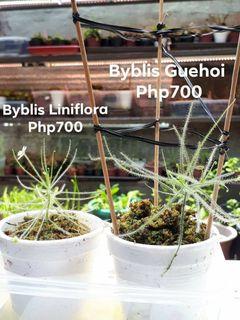 Carnivorous Plant: Byblis Liniflora