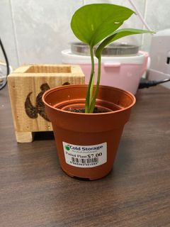 (Category: ) located in . Submitted by shopcloseoverseas (Listing ID 1004342980, Image 1). Description: .