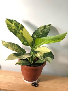 (Category: ) located in . Submitted by plantaddict (Listing ID 1004323009, Image 1). Description: .