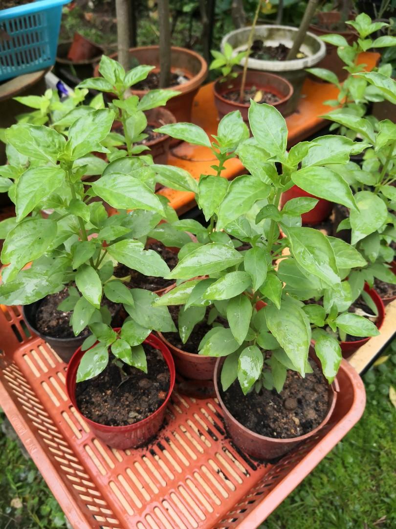 Lemon Basil Hoary Basil Malay Kemangi Furniture Home Living Gardening Plants Seeds On Carousell
