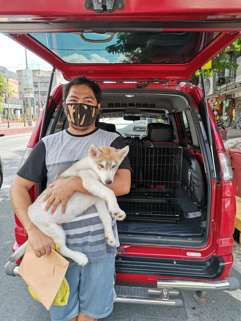 Pet Transport Services Pet Supplies Health Grooming On Carousell