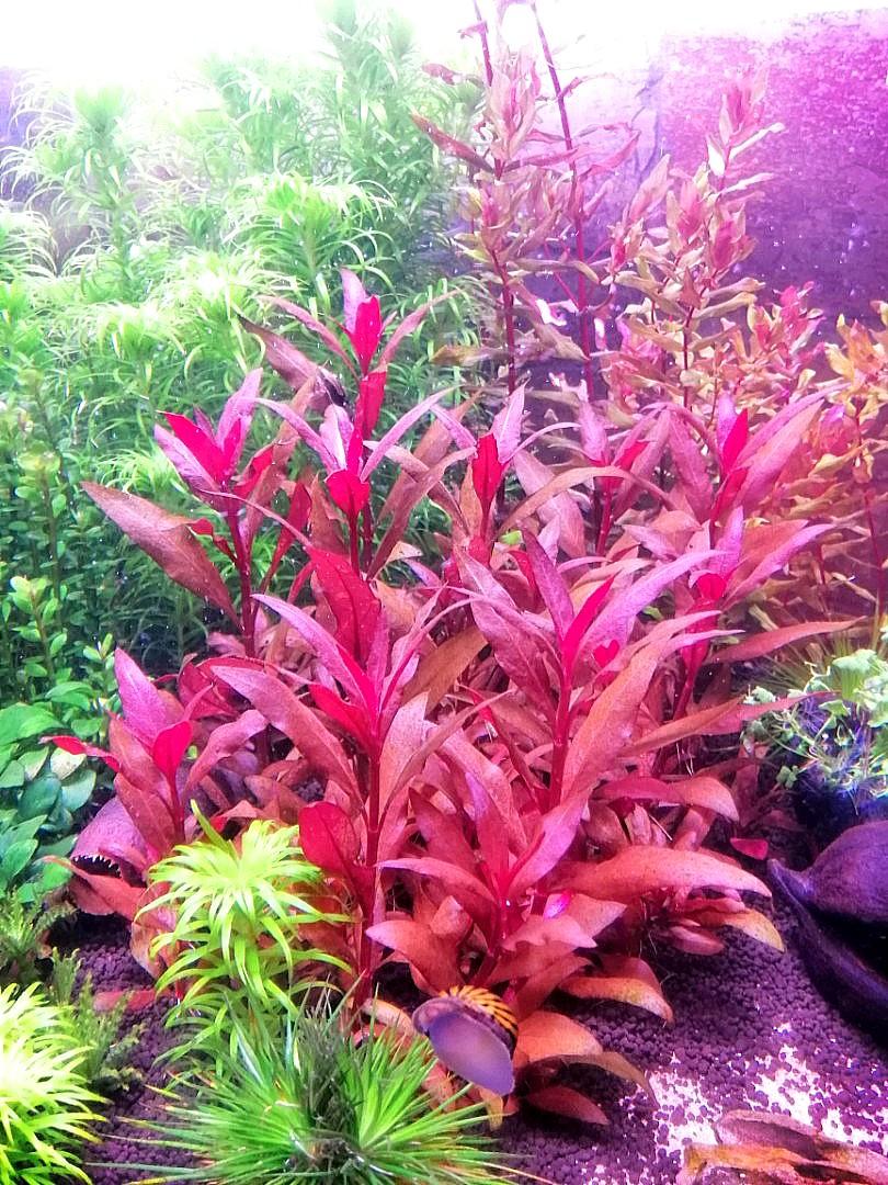 Alternanthera Reineckii Mini Furniture Home Living Gardening Plants Seeds On Carousell