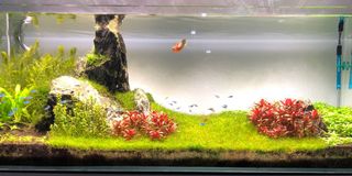 (Category: ) located in . Submitted by scott.gilmour (Listing ID 1004464491, Image 1). Description: .