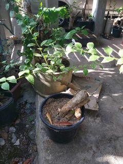 Malaysian Bougainvillea Flowers Plants Carousell Philippines