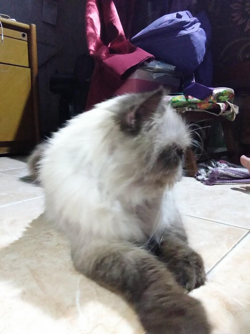 Kucing Persia Himalaya Peaknose Jantan Perlengkapan Hewan Aksesoris Hewan Di Carousell