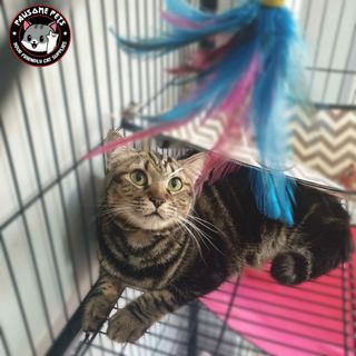 (Category: ) located in . Submitted by pawsome_pets (Listing ID 1004768706, Image 1). Description: .