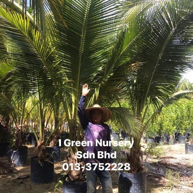 Pokok Kelapa Pandan Wangi Home Furniture Gardening On Carousell,Iphone Full Hd 3d Wallpaper For Mobile
