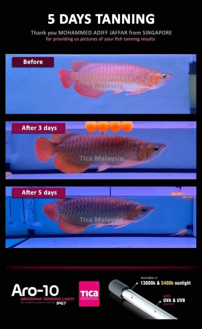 Tica Aro 10 5 4k 13k 92cm Tanning Light 2 Lights Yin Yang Combination Pet Supplies Homes Other Pet Accessories On Carousell