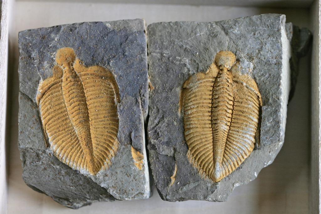 三葉蟲化石Trilobite fossil ! Coronocephalus 皇冠蟲, 興趣及遊戲, 手 