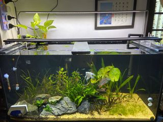 (Category: ) located in . Submitted by plantedtank09 (Listing ID 1004795294, Image 1). Description: .