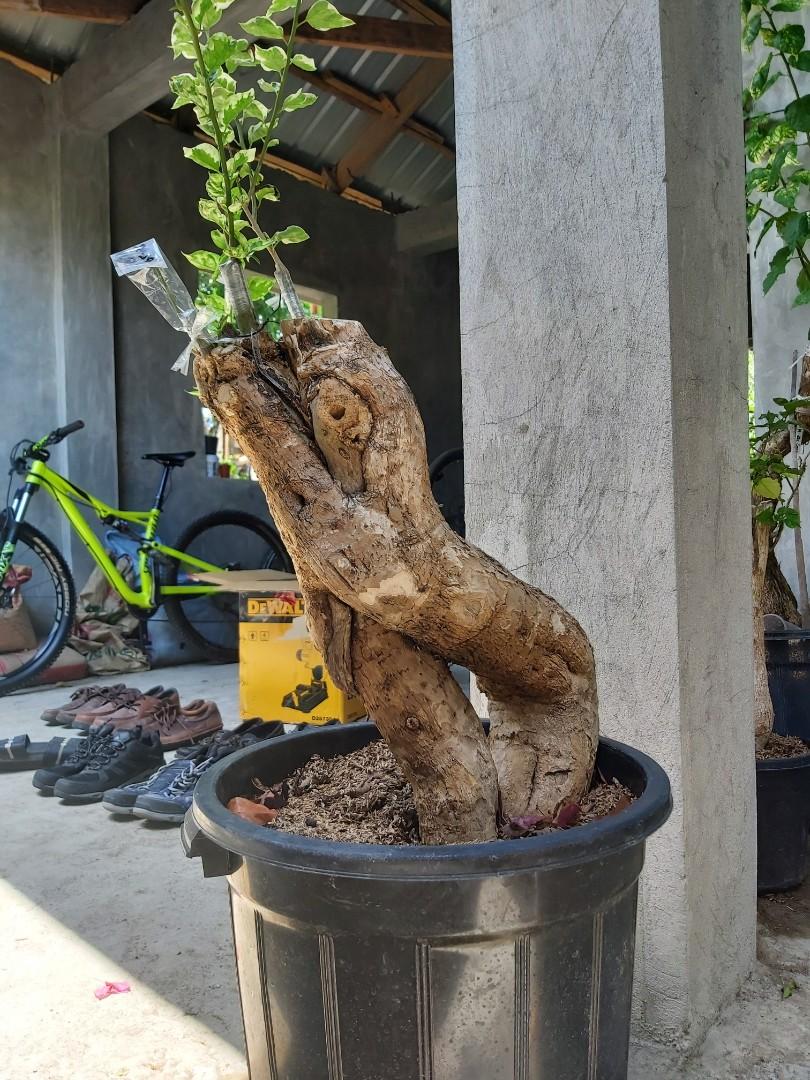 Bonsai bougainvilleas for sale, Furniture & Home Living, Gardening