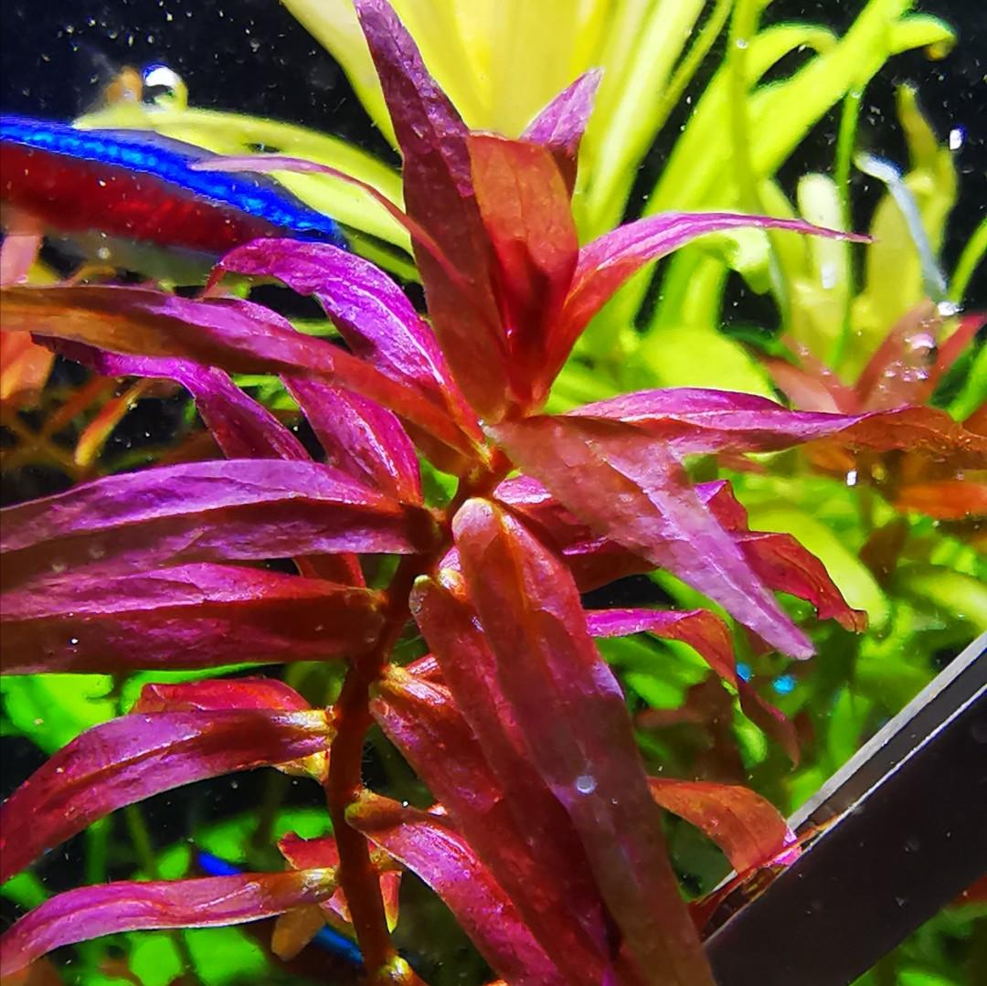 rotala small leaf
