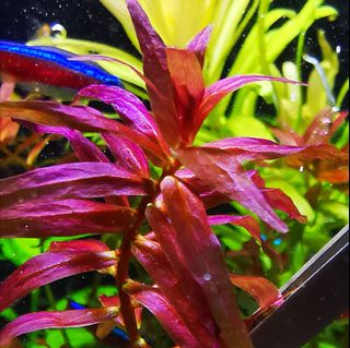(Category: ) located in . Submitted by collectoraquatics (Listing ID 1004890410, Image 1). Description: .