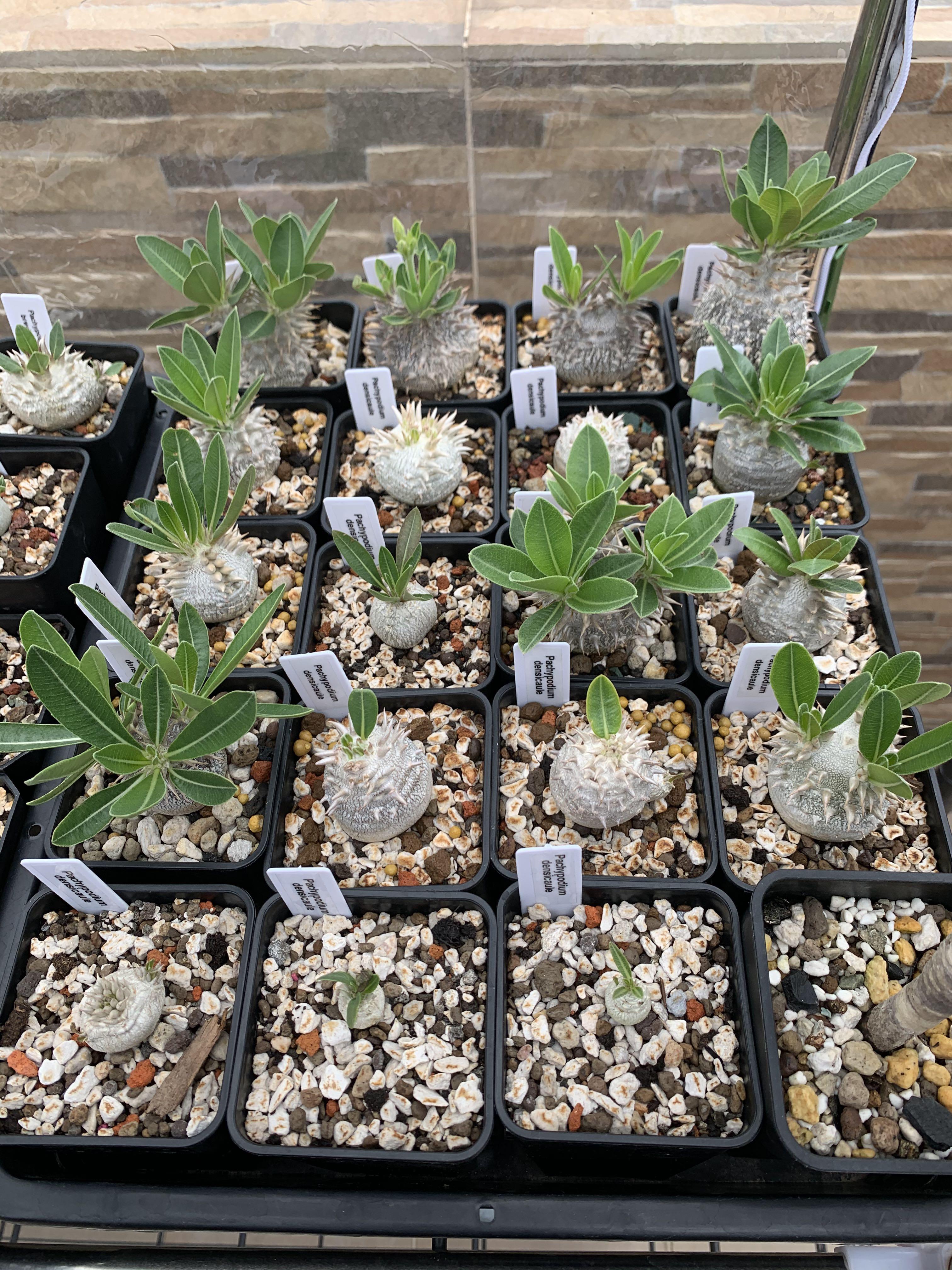 塊根植物惠比大黑全部實生 傢俬 家居 園藝 植物及種子 Carousell