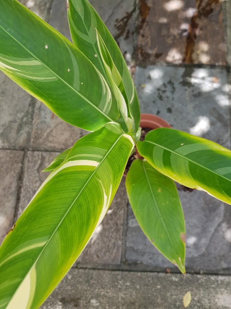 Heliconia Lady Di Variegated Gardening Plants On Carousell