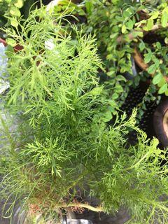 wormwood | Gardening | Carousell Singapore wormwood | Gardening | Carousell Singapore