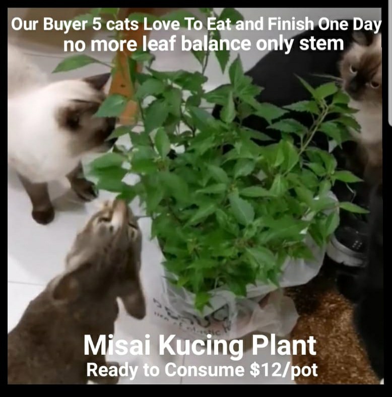 Pokok Misai Kucing Plant Prevent Flue Fever And Urine Infection Or Uti Pet Supplies Homes Other Pet Accessories On Carousell