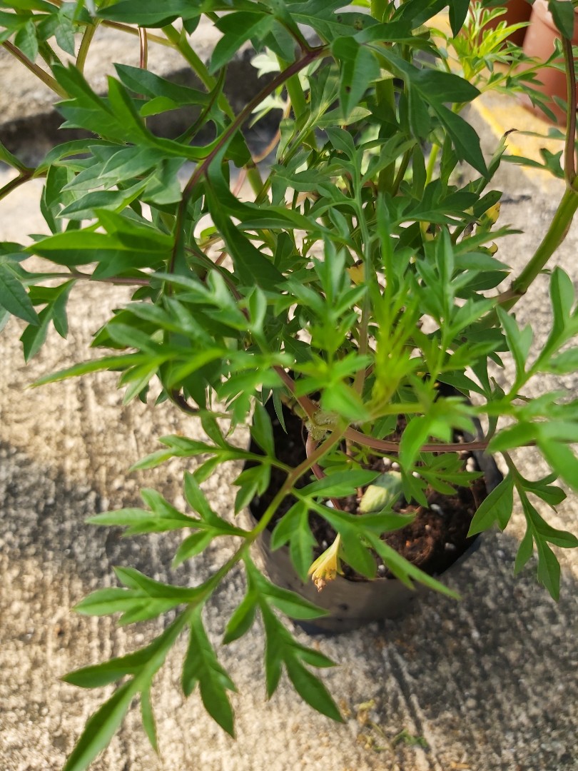 Ulam Raja Cosmos Caudatus Gardening Plants On Carousell