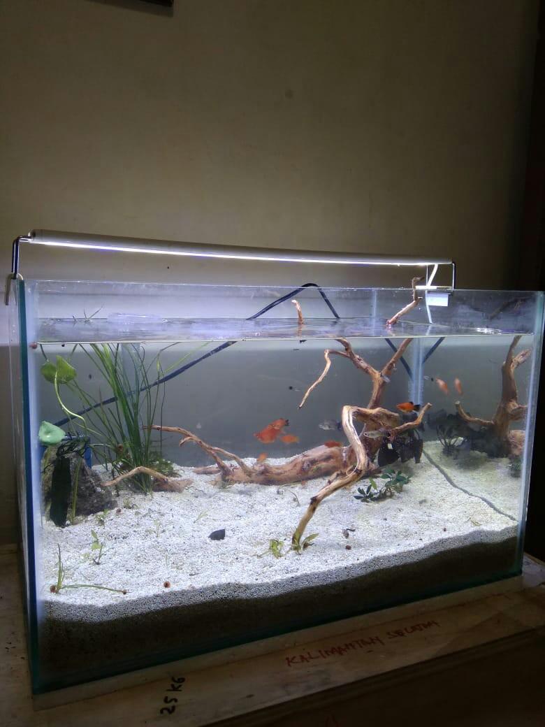 15 Jenis Dan Merk Filter Aquarium Terbaik Lengkap Aquapedia
