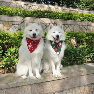 (Category: ) located in . Submitted by floofypoofs (Listing ID 1005312812, Image 1). Description: .
