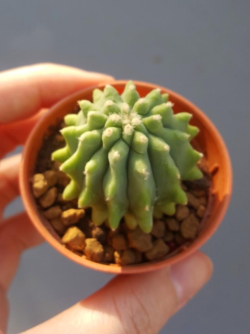 Ferocactus Glaucescens Inermis Gardening Plants On Carousell