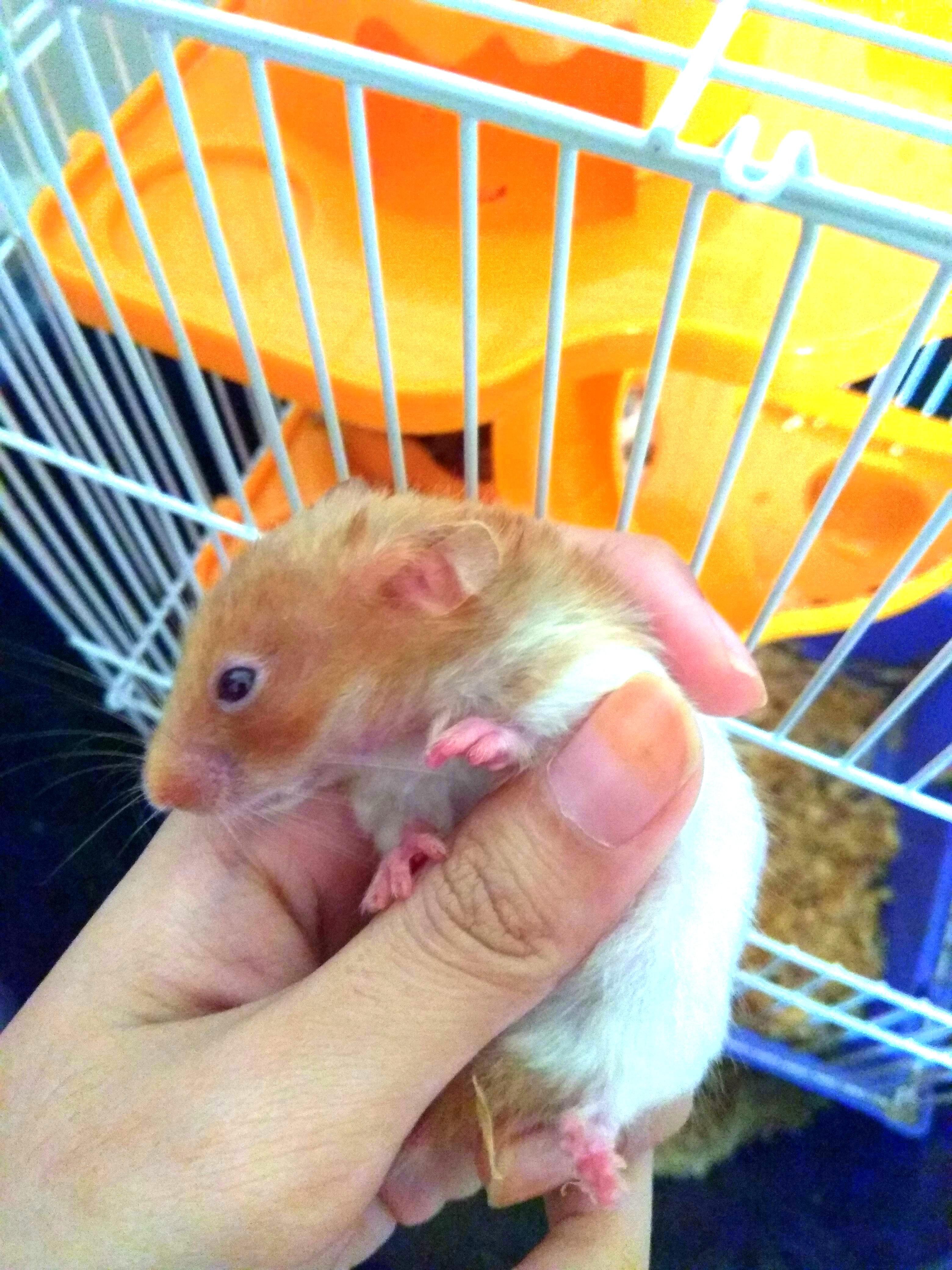 Free Cute Baby Hamster To Let Go Only Pay For Accessories Pet Supplies Pet Accessories On Carousell