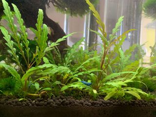 (Category: ) located in . Submitted by shrimp_pet (Listing ID 1005252867, Image 1). Description: .