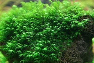 (Category: ) located in . Submitted by shrimp_pet (Listing ID 1005223812, Image 1). Description: .