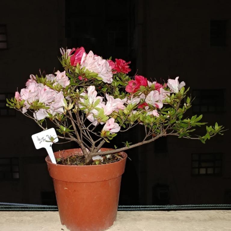 現貨減價日本皋月杜鵑紅子 傢俬 家居 Gardening Plants Carousell