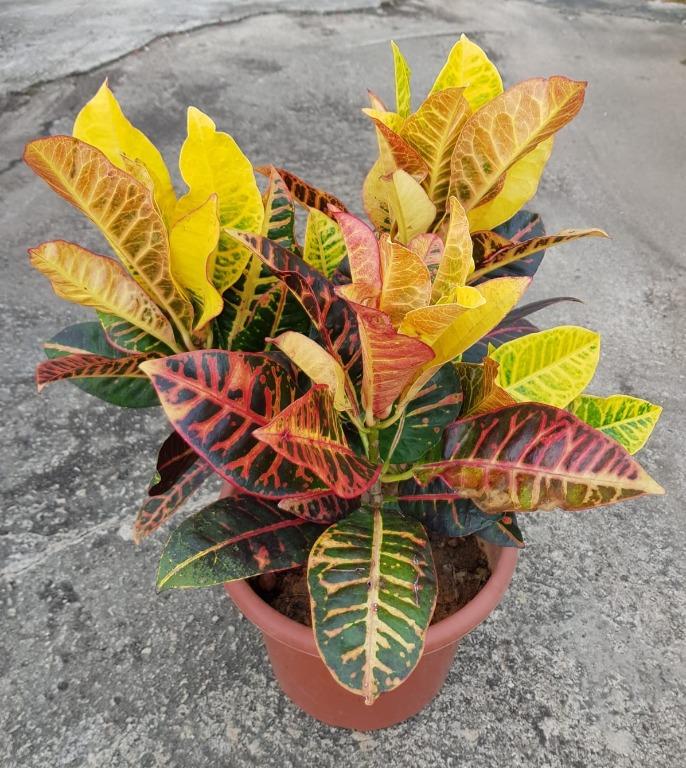 Get Wallpaper Croton Petra Gardening Plants On Carousell HD