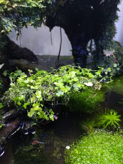 (Category: ) located in . Submitted by 321aquascape (Listing ID 1010368225, Image 1). Description: .