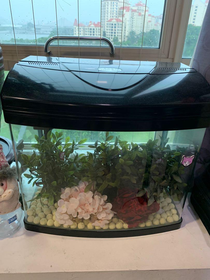 baby fish tank