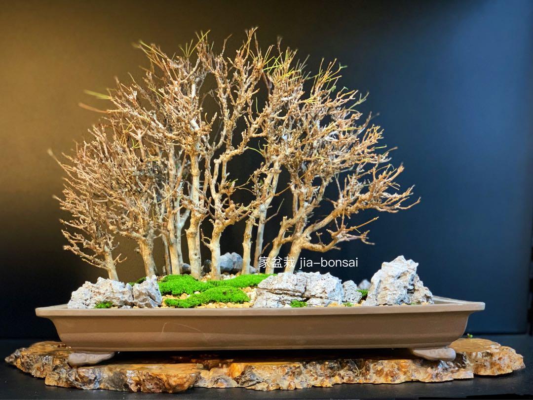 Japanese Small Leaves Maple Bonsai Forest Gardening Plants On Carousell