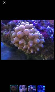 (Category: ) located in . Submitted by easyaquatic_studio (Listing ID 1010404575, Image 1). Description: .