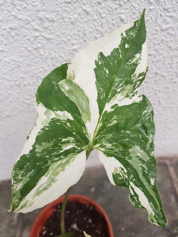 Variegated Syngonium French Marble Furniture Home Living Gardening Plants Seeds On Carousell