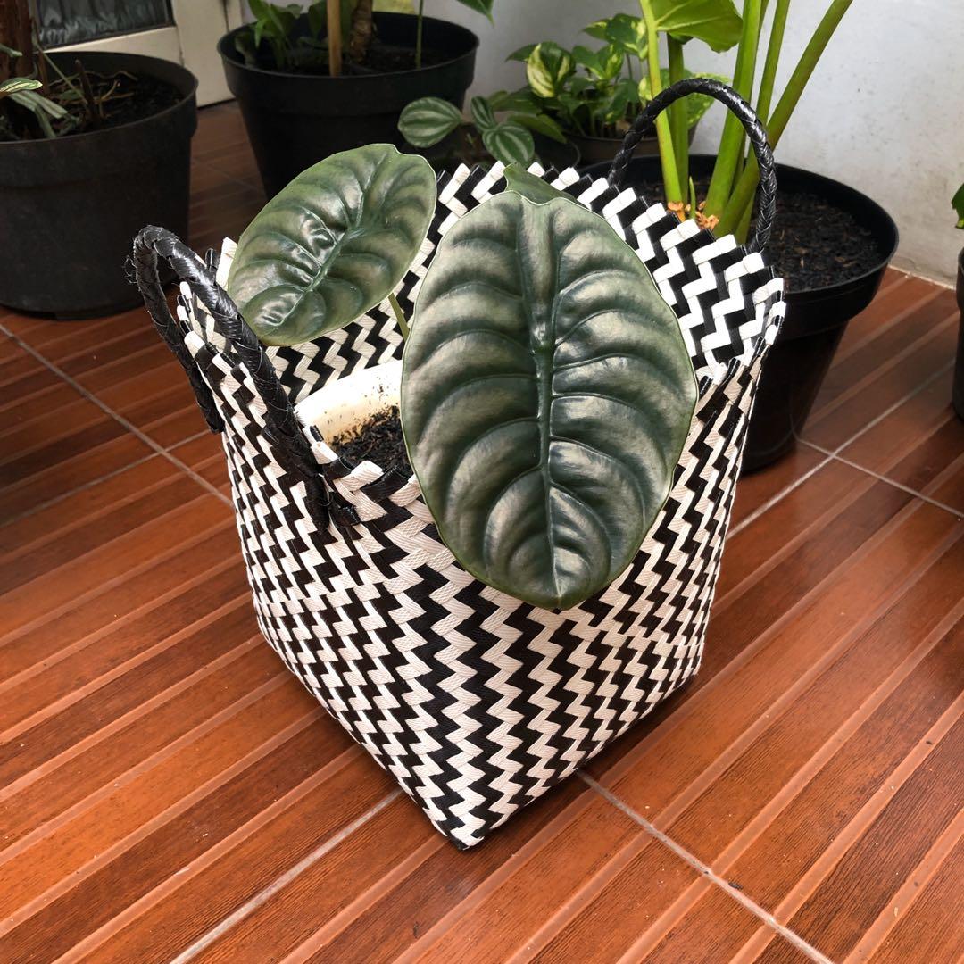 Alocasia Cuprea Tengkorak Perkebunan Di Carousell Alocasia tengkorak atau cuprea memiliki ciri daun hampir sama dengan alocasia silver, hanya saja pada bagian belakang daun alocasia dragon silver, umumnya memiliki motif garis merah marun. alocasia cuprea tengkorak