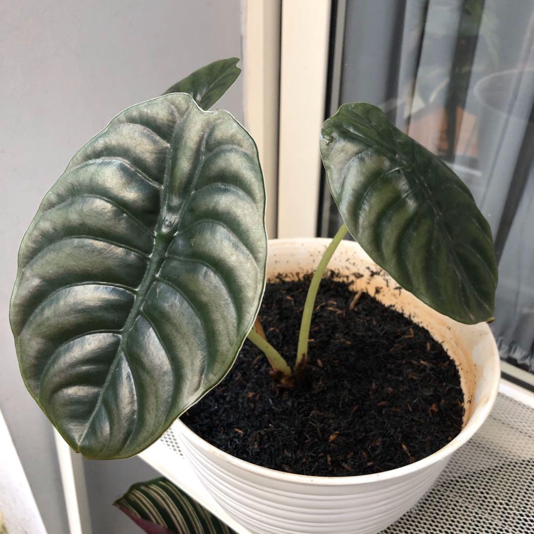 Alocasia Cuprea Tengkorak Perkebunan Di Carousell Common issues for your alocasia. alocasia cuprea tengkorak