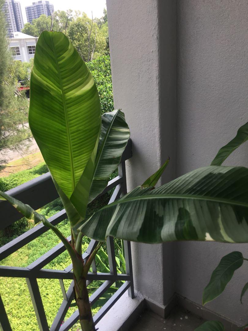 Musa Banana Florida Aeae Home Furniture Gardening On Carousell