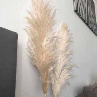 Pampas white natural