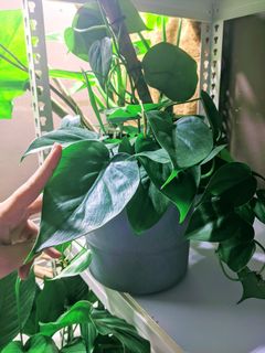 (Category: ) located in . Submitted by vivariaventures_ (Listing ID 1012604718, Image 1). Description: .