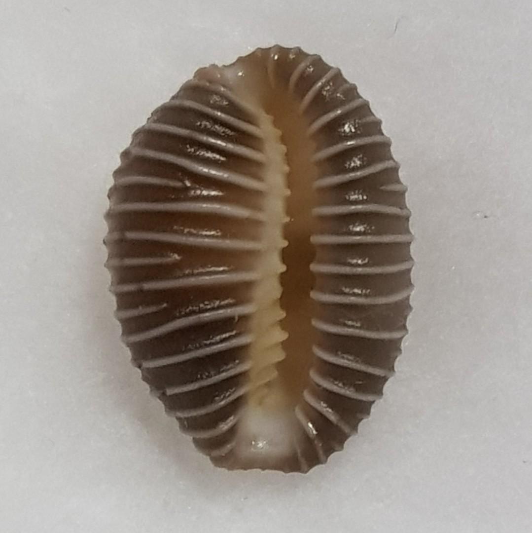 Seashell - Extra Large Coffee Bean Trivia, Furniture & Home Living