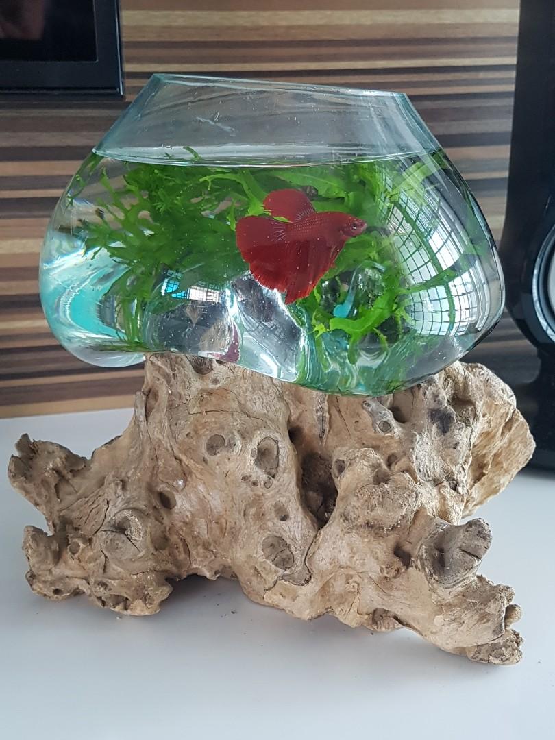 Unusual top fish bowls