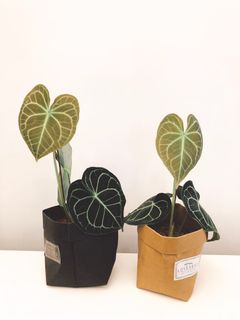 （分類：）位於 。 由 loveseed 提交（商品編號 1012700179，圖片 1）。簡介： 。